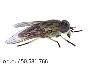 Horsefly isolated on a white background (Tabanus sp.) Стоковое фото, агентство Ingram Publishing / Фотобанк Лори