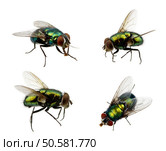 Set of insects fly on white. Стоковое фото, агентство Ingram Publishing / Фотобанк Лори