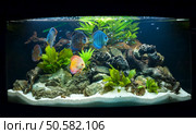 Aquarium fishes in artificial isotope. Стоковое фото, агентство Ingram Publishing / Фотобанк Лори