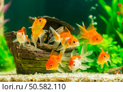 Goldfish in aquarium with green plants. Стоковое фото, агентство Ingram Publishing / Фотобанк Лори