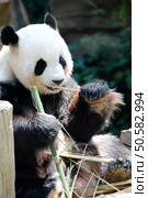 Giant panda bear eating dry bamboo close-up. Panda bear eating bamboo . Стоковое фото, агентство Ingram Publishing / Фотобанк Лори
