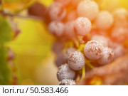Lush, Ripe Wine Grapes with Mist Drops on the Vine Ready for Harvest. Стоковое фото, агентство Ingram Publishing / Фотобанк Лори