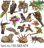 From series, ANIMALS around the World. Collection of an hand drawn illustrations. Description, Full sized hand drawn illustrations (freehand sketches). Drawings on white background. Стоковое фото, агентство Ingram Publishing / Фотобанк Лори