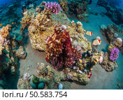 Octopus at the bottom of the Red Sea. Стоковое фото, агентство Ingram Publishing / Фотобанк Лори