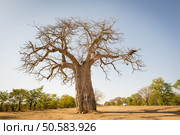 Massive Baobab tree in Botswana, Africa. Стоковое фото, агентство Ingram Publishing / Фотобанк Лори