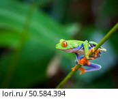 Red eye frog on the forest. Red eye frog. Стоковое фото, агентство Ingram Publishing / Фотобанк Лори
