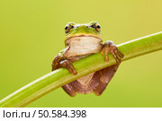 Hila arborea, european tree frog is a small, green tree frog. European tree frog. Стоковое фото, агентство Ingram Publishing / Фотобанк Лори