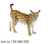 Lynx in front of a white background. Стоковое фото, агентство Ingram Publishing / Фотобанк Лори