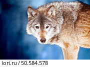 Closeup portrait of a wild wolf. Стоковое фото, агентство Ingram Publishing / Фотобанк Лори