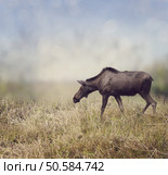 Female Moose Walking on the Field. Стоковое фото, агентство Ingram Publishing / Фотобанк Лори