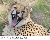 Cheetah Resting on the Grass,Close Up. Стоковое фото, агентство Ingram Publishing / Фотобанк Лори