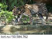 ocelot close up portrait while hunting. Стоковое фото, агентство Ingram Publishing / Фотобанк Лори
