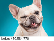 French bulldog isolated over blue background, retouched. Стоковое фото, агентство Ingram Publishing / Фотобанк Лори