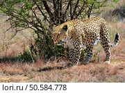 Wild leopard In the African Savannah, Namibia. Стоковое фото, агентство Ingram Publishing / Фотобанк Лори