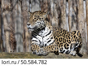 Jaguar, Panthera onca is a huge South American beast. Стоковое фото, агентство Ingram Publishing / Фотобанк Лори