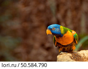 Green parrot near the feeders, eating fruit. Rainbow lorikeet. Стоковое фото, агентство Ingram Publishing / Фотобанк Лори
