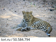 Leopard laying in the sand in the Kruger National Park, South Africa. Стоковое фото, агентство Ingram Publishing / Фотобанк Лори