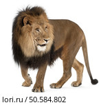 Lion, Panthera leo, 8 years old, standing in front of white background. Стоковое фото, агентство Ingram Publishing / Фотобанк Лори