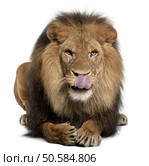 Lion licking lips, Panthera leo, 8 years old, in front of white background. Стоковое фото, агентство Ingram Publishing / Фотобанк Лори