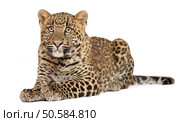 Leopard, Panthera pardus, 6 months old, lying in front of white background. Стоковое фото, агентство Ingram Publishing / Фотобанк Лори