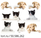 puppy and kitten set. Стоковое фото, агентство Ingram Publishing / Фотобанк Лори