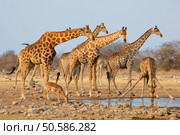 Giraffe herd (Giraffa camelopardalis) at a waterhole, Etosha National Park, Namibia. Стоковое фото, агентство Ingram Publishing / Фотобанк Лори
