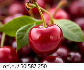 Ягоды черешни на прилавке магазина, на рынке/ Fresh ripe red appetizing cherry - fruit food background. Natural fresh sweet cherry fruit background. Detail shot from red cherries. Стоковое AI-изображение, AI-художник Iva Noel / Фотобанк Лори