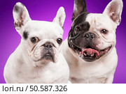 French bulldogs isolated over purple background, retouched. Стоковое фото, агентство Ingram Publishing / Фотобанк Лори