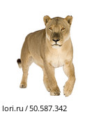 Lioness (8 years) - Panthera leo in front of a white background. Стоковое фото, агентство Ingram Publishing / Фотобанк Лори