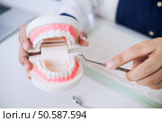 medical dentist with teeth model in detail clinic. Стоковое фото, агентство Ingram Publishing / Фотобанк Лори