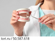 Female dentist with plastic jaw model on light background, closeup. Стоковое фото, агентство Ingram Publishing / Фотобанк Лори