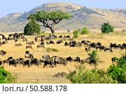 Beautiful african landscape in Masai Mara, Kenya at sunset time. Big tree and wildebeest antelopes . Стоковое фото, агентство Ingram Publishing / Фотобанк Лори