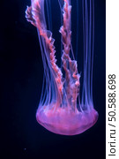 Mostly blurred jellyfish on dark blue background. Selective focus. Mostly blurred jellyfish on dark blue background. Стоковое фото, агентство Ingram Publishing / Фотобанк Лори