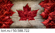 The image of the flag of Canada constructed entirely out of genuine maple leaves from species native to that country.  Laid out on top of weather cedar. . Стоковое фото, агентство Ingram Publishing / Фотобанк Лори
