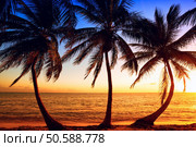 Tropic sunrise through the coconut palms. Стоковое фото, агентство Ingram Publishing / Фотобанк Лори