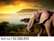 Elephant on savanna landscape background and Mount Kilimanjaro at sunset. Стоковое фото, агентство Ingram Publishing / Фотобанк Лори