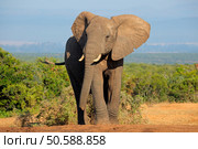Large African elephant bull (Loxodonta africana), Addo Elephant National park, South Africa. Стоковое фото, агентство Ingram Publishing / Фотобанк Лори