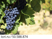 Red wine grapes growing in a vineyard in southern France.  Space for copy on right. Стоковое фото, агентство Ingram Publishing / Фотобанк Лори