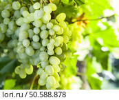 Ripe Kish-mish grapes on the vine. Green sunny leaves on the background. Стоковое фото, агентство Ingram Publishing / Фотобанк Лори