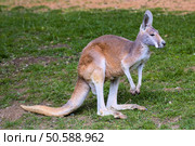 adult female Red Kangaroo, Megaleia rufa, Стоковое фото, агентство Ingram Publishing / Фотобанк Лори