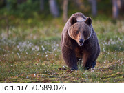 Brown bear walking front, frame horizontally. Brown bear frontally. Стоковое фото, агентство Ingram Publishing / Фотобанк Лори
