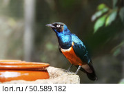 Superb starling near feeders. . Стоковое фото, агентство Ingram Publishing / Фотобанк Лори
