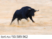 bull ramming in the sand. Стоковое фото, агентство Ingram Publishing / Фотобанк Лори