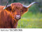 a scottish higlander cow looks at the photographer. Стоковое фото, агентство Ingram Publishing / Фотобанк Лори
