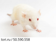 white laboratory rat isolated on white background. Стоковое фото, агентство Ingram Publishing / Фотобанк Лори