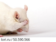 shy lab rat closes his eyes with paw like being ashamed, closeup. Стоковое фото, агентство Ingram Publishing / Фотобанк Лори