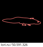 Neon axolotl ambystoma mexicanum view side red color vector illustration image flat style light. Neon axolotl ambystoma mexicanum view side red color vector illustration image flat style. Стоковая иллюстрация, агентство Ingram Publishing / Фотобанк Лори