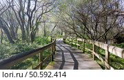 Wooden walkway curves through Parque das Ribeiras, sunlight filtering through the trees casting shadows on the path, surrounded by lush green vegetation. Стоковое фото, агентство Ingram Publishing / Фотобанк Лори