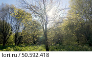 Sunlight streams through budding trees at Parque das Ribeiras, illuminating the fresh green foliage and creating a bright, natural scene in the park. Стоковое фото, агентство Ingram Publishing / Фотобанк Лори