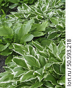 White-edged hosta in spring garden. Стоковое фото, агентство Ingram Publishing / Фотобанк Лори